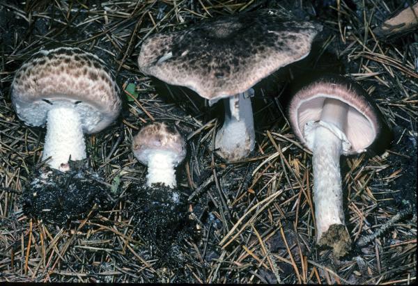 Photo of Agaricus subrutilescens by Michael Beug