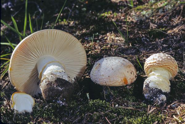 Photo of Amanita aprica by Michael Beug