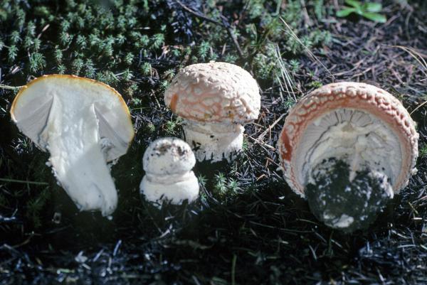 Photo of Amanita aprica by Michael Beug