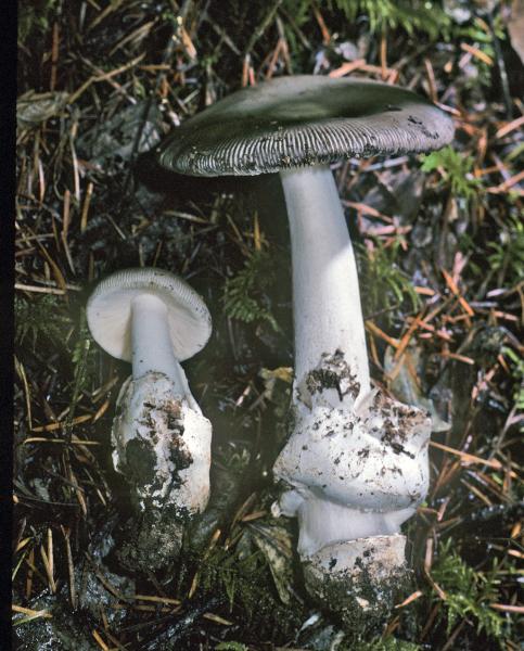 Photo of Amanita constricta by Michael Beug