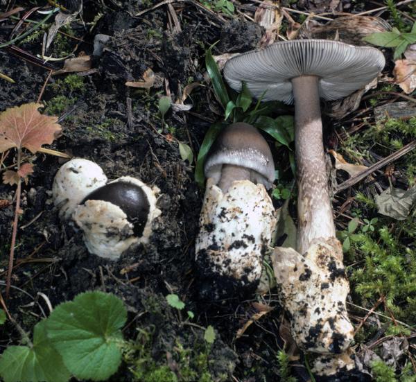 Photo of Amanita pachycolea group by Michael Beug