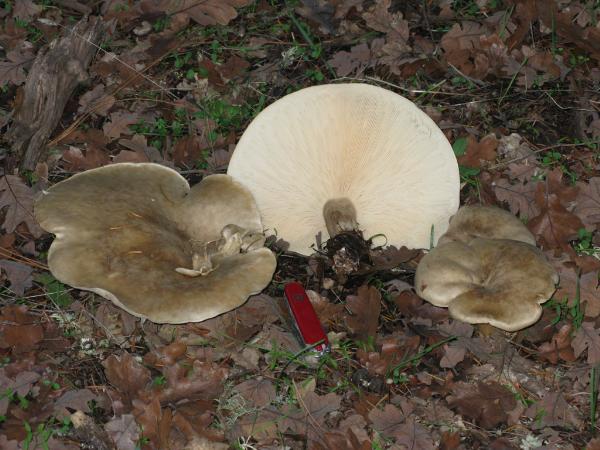 Photo of Aspropaxillus giganteus by Michael Beug