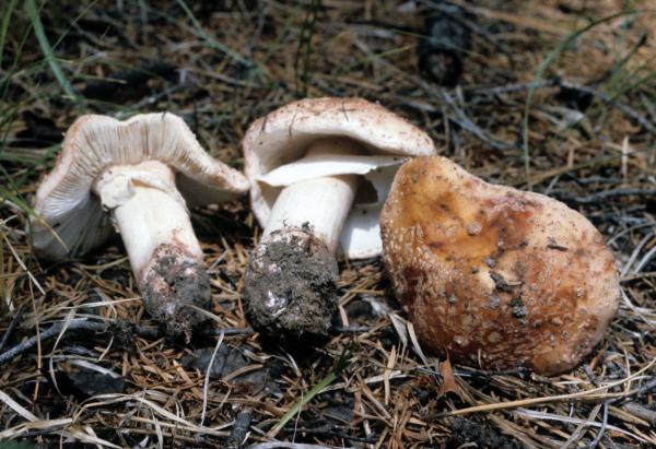 Photo of Amanita rubescens group by Michael Beug