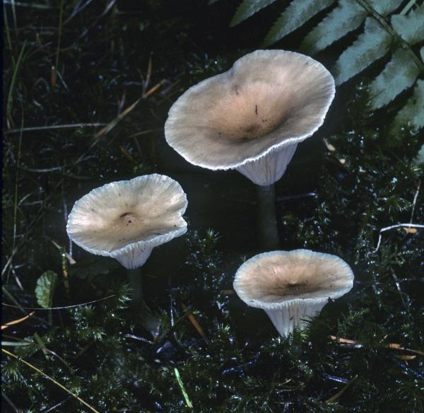 Photo of Ampulloclitocybe avellaneoalba by Michael Beug