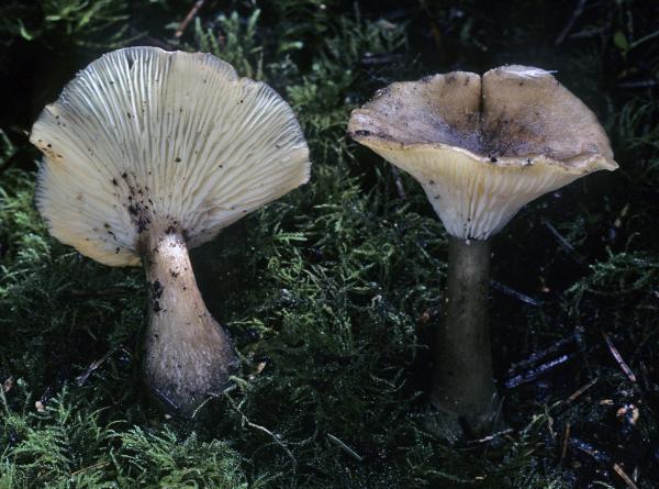 Photo of Ampulloclitocybe clavipes by Michael Beug