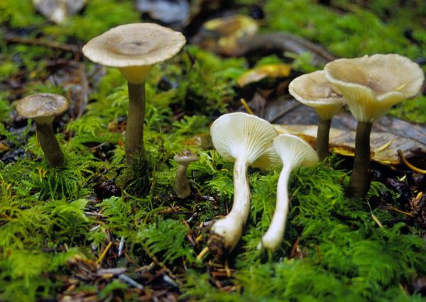 Photo of Ampulloclitocybe clavipes by Michael Beug