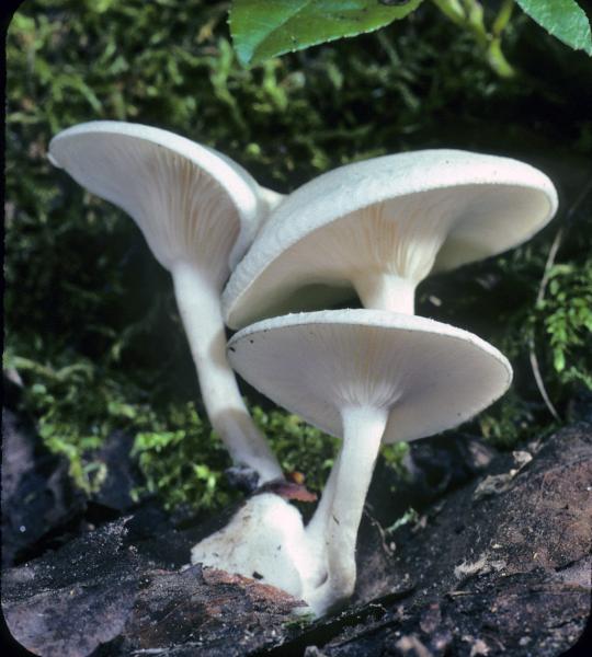 Photo of Clitocybe fragrans by Michael Beug