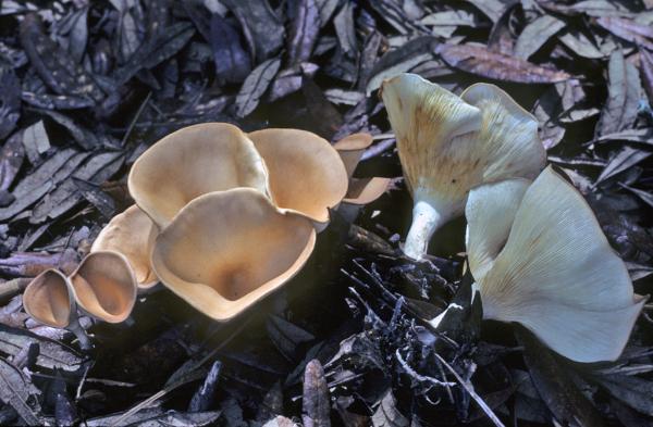 Photo of Clitocybe gibba by Michael Beug