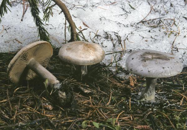 Photo of Clitocybe glacialis by Michael Beug