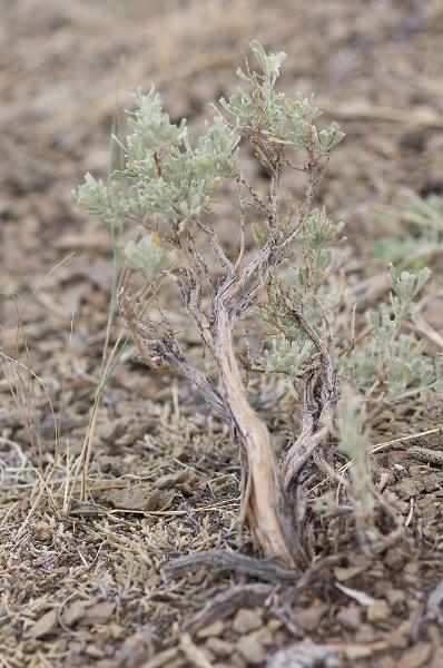 Photo of Artemisia tridentata ssp. vaseyana by <a href="http://www.johnharveyphoto.com/
">John Harvey</a>
