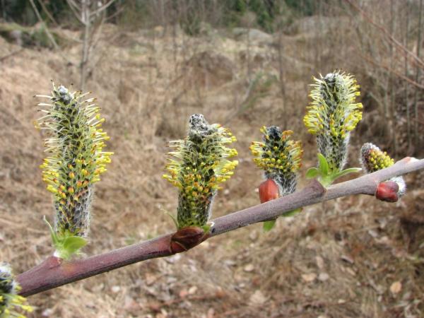 Photo of Salix sitchensis by Jim Riley