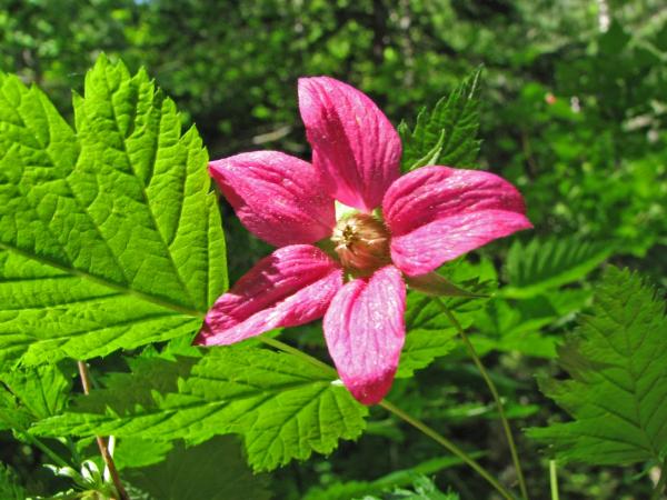 Photo of Rubus spectabilis by Jim Riley