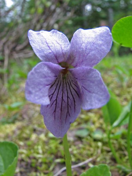 Photo of Viola palustris var. palustris by Jim Riley