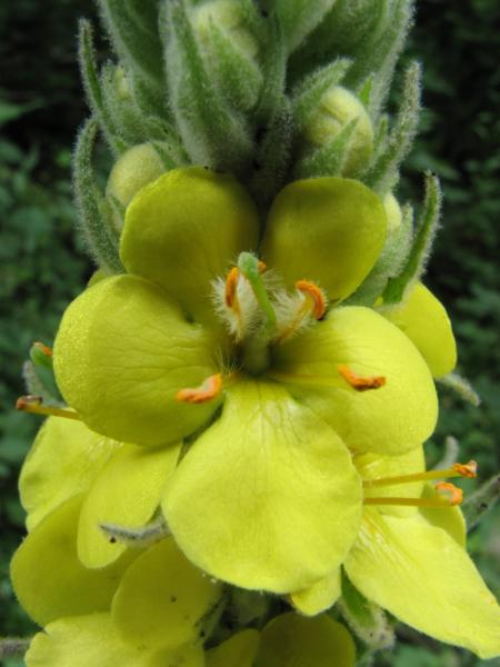 Photo of Verbascum thapsus by Jim Riley