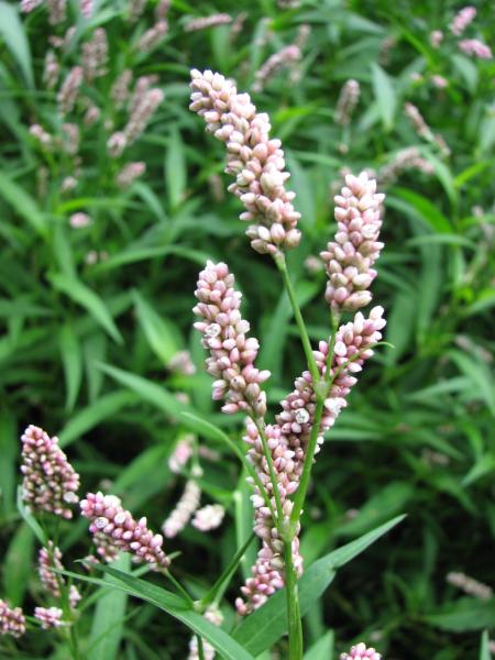 Photo of Persicaria maculosa by Jim Riley
