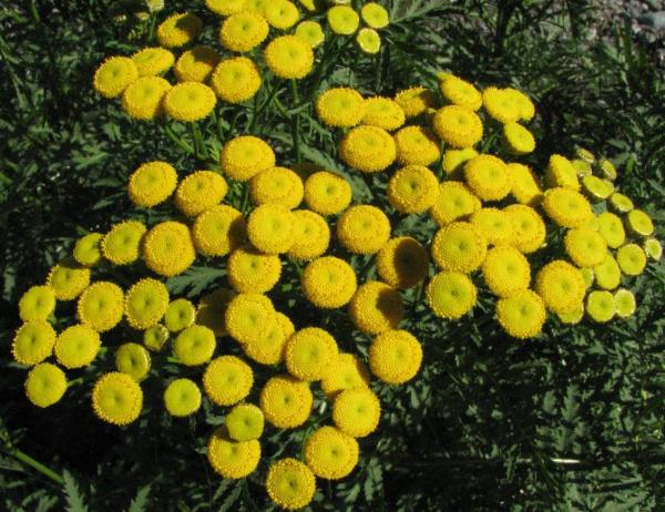Photo of Tanacetum vulgare by Jim Riley