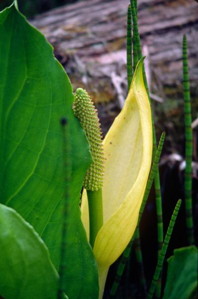 Photo of Lysichiton americanus by <a href="http://www.EvergreenHill-Images.com">Philip Coleman</a>
