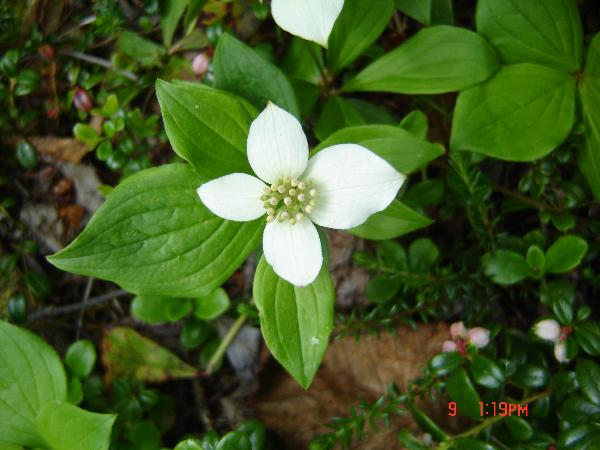 Photo of Cornus canadensis by Andrea Paetow