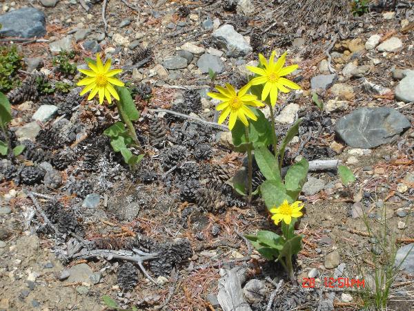 Photo of Arnica latifolia by Andrea Paetow