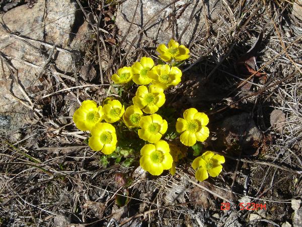 Photo of Ranunculus eschscholtzii by Andrea Paetow