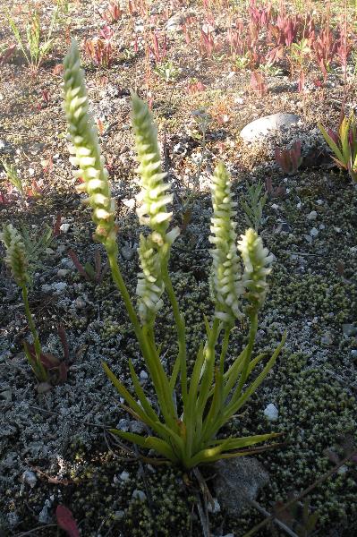 Photo of Spiranthes romanzoffiana by Andrea Paetow