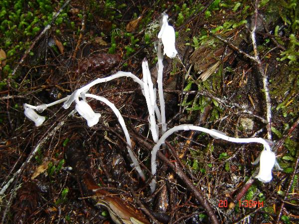 Photo of Monotropa uniflora by Andrea Paetow