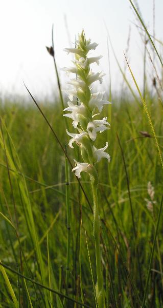 Photo of Spiranthes diluvialis by Curtis Bjork