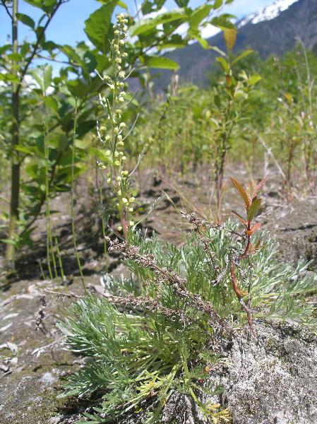 Photo of Artemisia campestris by Curtis Bjork