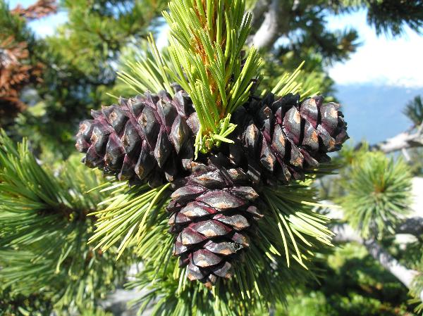 Photo of Pinus albicaulis by Curtis Bjork