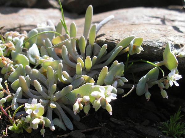 Photo of Claytonia exigua ssp. glauca by Curtis Bjork