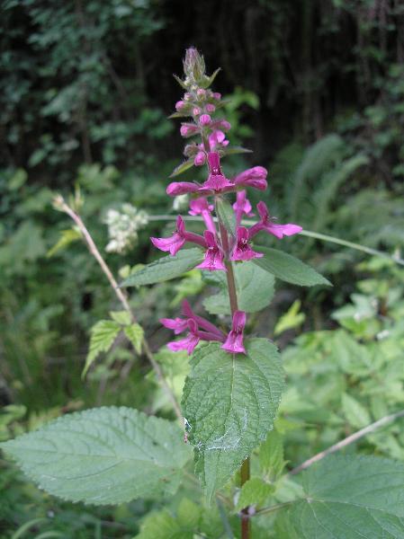 Photo of Stachys chamissonis var. cooleyae by Curtis Bjork
