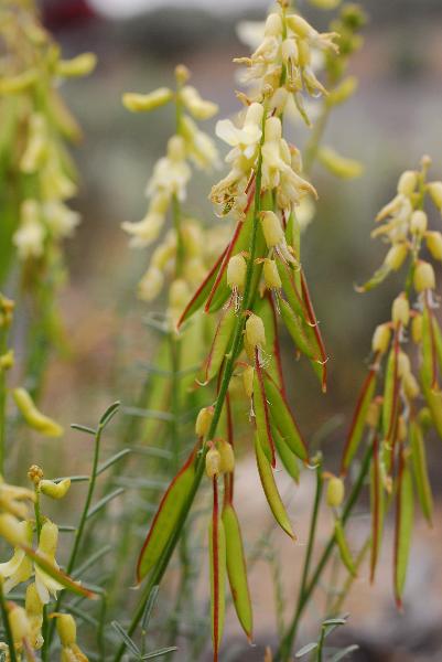 Photo of Astragalus filipes by Virginia Skilton