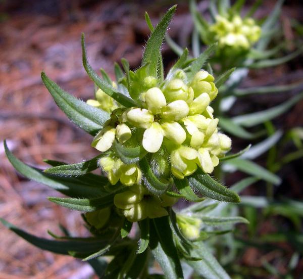Photo of Lithospermum ruderale by <a href="http://www.natureniche.ca">Gordon Neish</a>