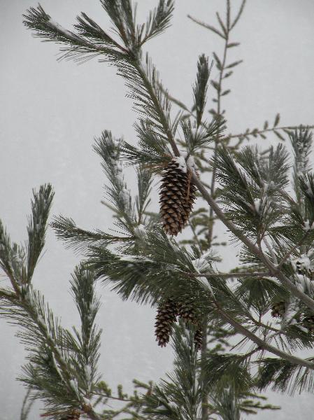 Photo of Pinus monticola by Andrea Paetow