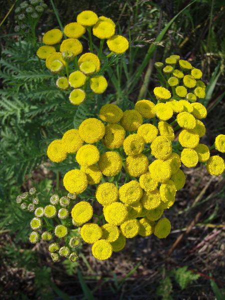 Photo of Tanacetum vulgare by 3CDSG DND