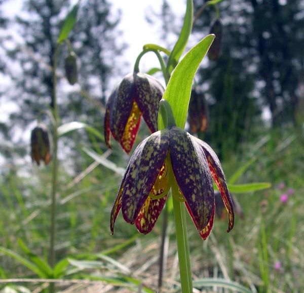 Photo of Fritillaria affinis var. affinis by <a href="http://www.natureniche.ca">Gordon Neish</a>