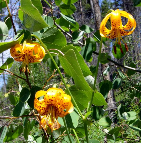 Photo of Lilium columbianum by <a href="http://www.natureniche.ca">Gordon Neish</a>