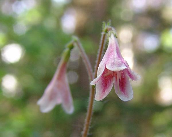 Photo of Linnaea borealis ssp. longiflora by Allan  Carson