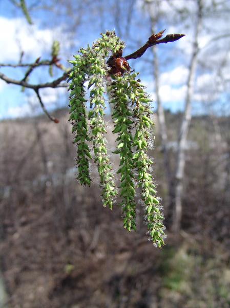 Photo of Populus tremuloides by Allan  Carson