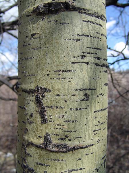 Photo of Populus tremuloides by Allan  Carson