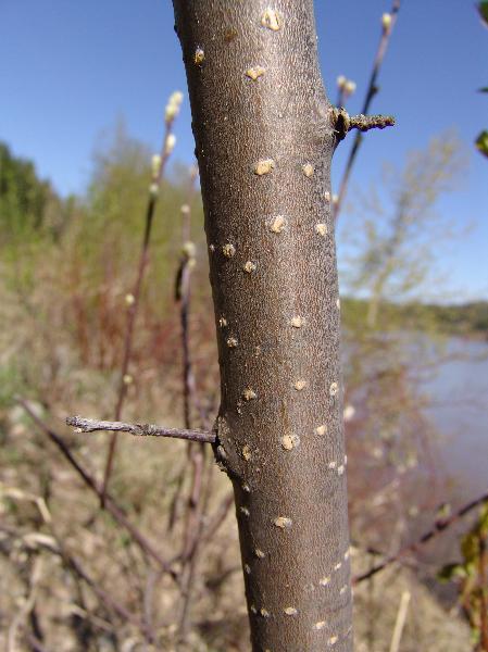 Photo of Prunus virginiana ssp. melanocarpa by Allan  Carson