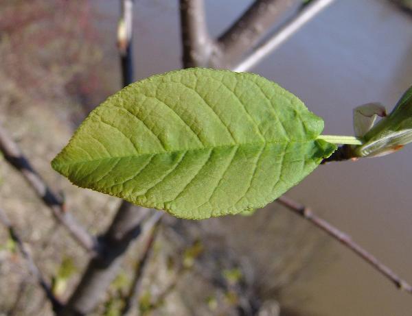 Photo of Prunus virginiana ssp. melanocarpa by Allan  Carson
