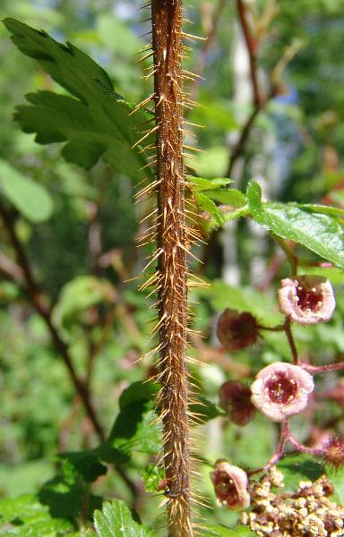 Photo of Ribes lacustre by Allan  Carson