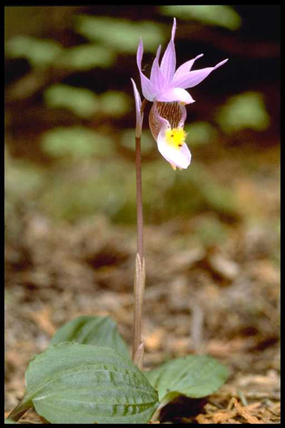 Photo of Calypso bulbosa var. americana by <a href="http://www.flickr.com/photos/ncorchid/">David McAdoo</a>