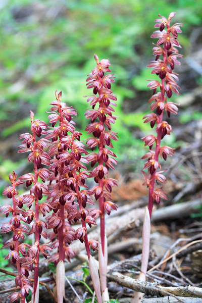 Photo of Corallorhiza striata by <a href="http://www.flickr.com/photos/ncorchid/">David McAdoo</a>