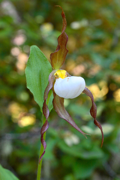 Photo of Cypripedium montanum by <a href="http://www.flickr.com/photos/ncorchid/">David McAdoo</a>