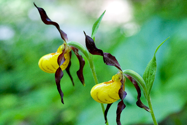 Photo of Cypripedium parviflorum by <a href="http://www.flickr.com/photos/ncorchid/">David McAdoo</a>