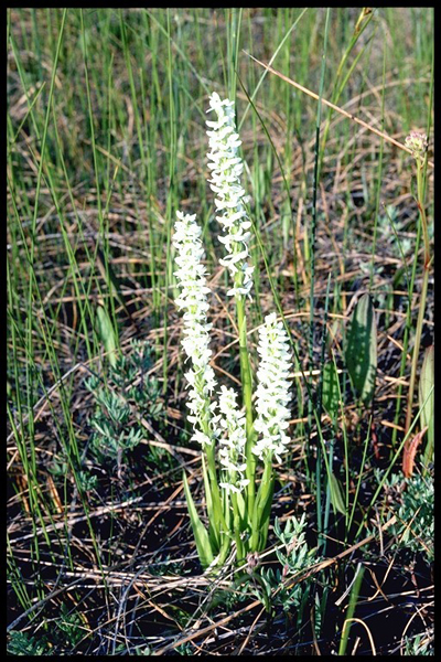 Photo of Platanthera dilatata var. dilatata by <a href="http://www.flickr.com/photos/ncorchid/">David McAdoo</a>