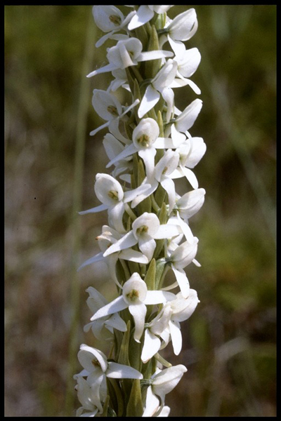 Photo of Platanthera dilatata by <a href="http://www.flickr.com/photos/ncorchid/">David McAdoo</a>