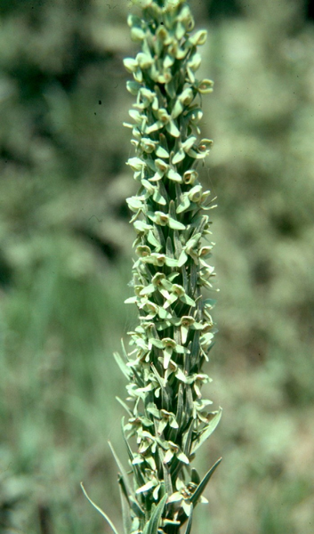 Photo of Platanthera huronensis by <a href="http://www.flickr.com/photos/ncorchid/">David McAdoo</a>